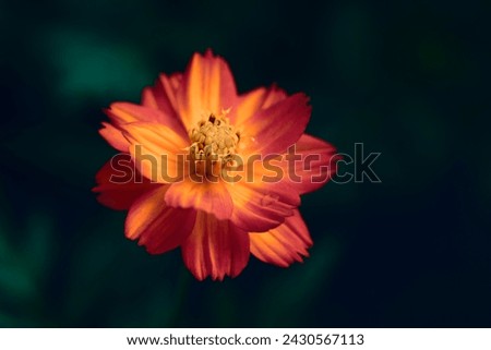 Close-up of vivid orange cosmos flowers blooming in the field with natural light on a dark green background and vignetted.