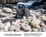 Close-up of volcanic rock and white coral scattered along a rugged shoreline near Halona Blowhole, Oahu, Hawaii, showcasing the natural beauty of coastal textures and marine elements.