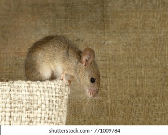 Closeup The Vole Mouse Sits On Top Of Linen Bag And Looks Down On Background Of The Canvas.   Inside Storehouse. Fight With Rodents.