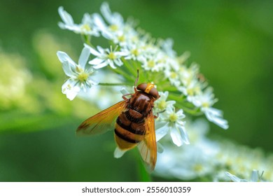 Closeup of a Volucella zonaria, the hornet mimic hoverfly, feeding nectar on white flowers - Powered by Shutterstock