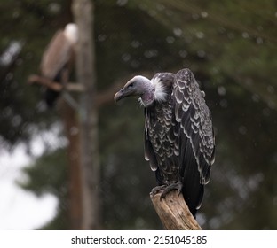 A Closeup Of A Vulture Perched On A Branch Of A Tree, Looking Straight Forward