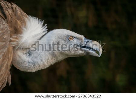 Close-up of a vulture with sharp focus on its eye and beak against a blurred natural background.