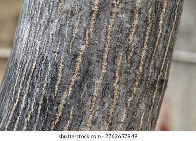 Close-up of walnut tree bark texture. Vertical grooves and rough surface. Natural wood pattern. Perfect for nature, design, or background use