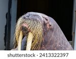 Close-Up of a Walrus with Whiskers Blowing in the Wind