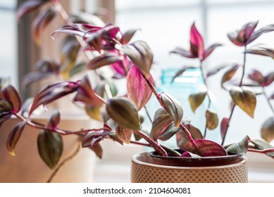 Closeup of wandering jew houseplant on the window sill in natural light