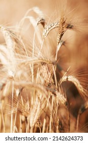 Close-up of warm colored golden yellow ripe focused wheat heads on sunny summer day on soft blurred  meadow wheat field light brown background. Agriculture, farming and rich harvest concept. - Shutterstock ID 2142624373