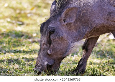 Close-up of a warthog grazing on grass in a sunlit field, showcasing its textured skin and natural habitat. - Powered by Shutterstock