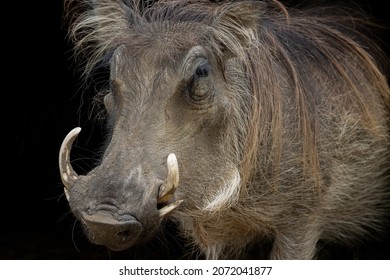 Close-up Warthog Head Dramatic Lighting