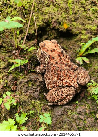 Close-up of a warty brown toad resting on a moss-covered forest floor beside a tree root in its natural habitat. The amphibian's textured skin, earthy orange-brown coloration, and distinctive dark spots provide excellent camouflage against the damp woodland environment. Surrounded by lush green moss and small wild plants, this wildlife image captures the beauty of a forest ecosystem and the natural behavior of an amphibian in the wild. Ideal for themes related to biodiversity, ecology, conservation, nature, wildlife, forests, amphibians, environmental education, and outdoor exploration. High-detail composition with natural light, selective focus, and rich organic textures.