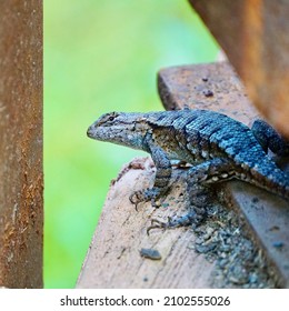 Closeup Of A Wary And Curious Eastern Fence Lizard Sits On The Brink Of A Bridge Over The Western Maryland Bike Trail                         