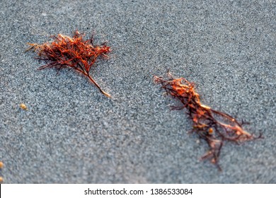 Closeup Of Washed Up Seaweed During Red Tide Algae Bloom Toxic In Naples Beach In Florida Gulf Of Mexico During Sunset On Sand