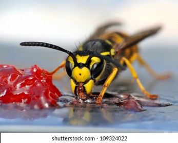 A close-up of a wasp eating jelly.
