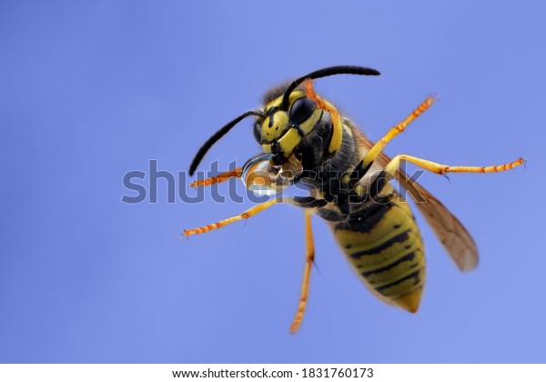 Close-up of a wasp sitting outside the window\
and drinking from water drop. Macro of stinging insect against the\
sky. Underside of Vespula vulgaris or germanica isolated on blue\
background.