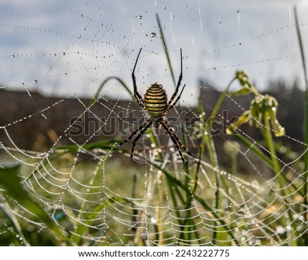 Close-up of a wasp spider, Argiope bruennichi, on a spider web in a green meadow at dawn in winter. Island of Mallorca, Spain