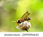 Close-up of wasps, Asian paper wasps, wasps that are making their nests