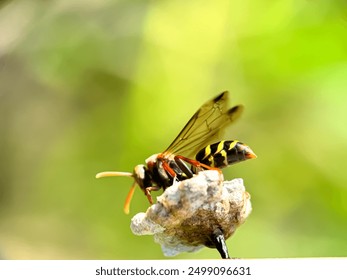 Close-up of wasps, Asian paper wasps, wasps that are making their nests