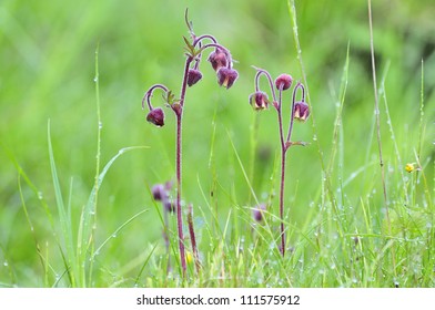 Close-up Of Water Avens