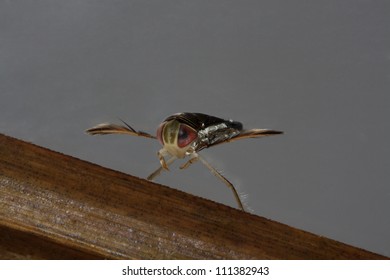 Close-up Of A Water Boatman