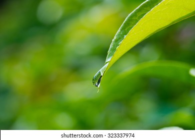 Closeup The Water Drop On A Leaf