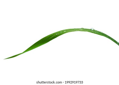closeup of water drops on green blades of grass on white background, shallow depth of field