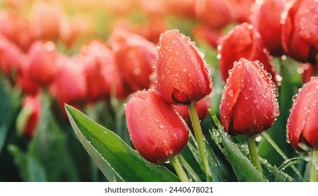 Close-up water drops on red tulip in the garden  - Powered by Shutterstock