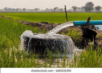 Close-up of the water that flows out of the water pipe into a circular concrete basin located on the ground in the green rice fields commonly seen in rural areas of Thai agriculture.