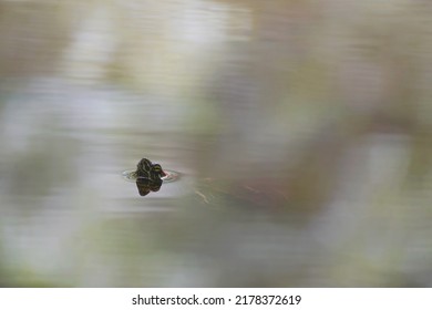 Close-up of a water turtle