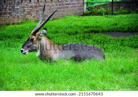 Closeup of waterbuck resting on the green grasses. Waterbuck animal, Kobus ellipsiprymnus from the family Bovidae sitting on the greed field