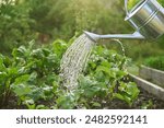 Close-up of watering can in hands watering beet plants