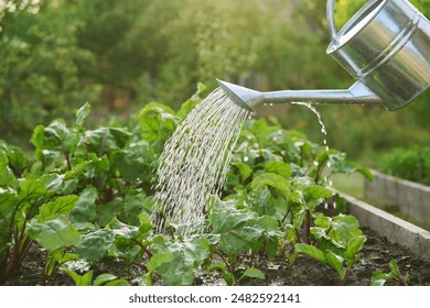 Close-up of watering can in hands watering beet plants - Powered by Shutterstock