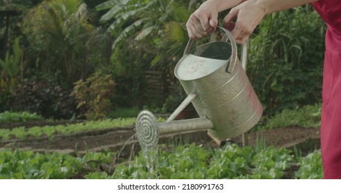 Closeup Of Watering Can Watering Plants At Small Organic Farm