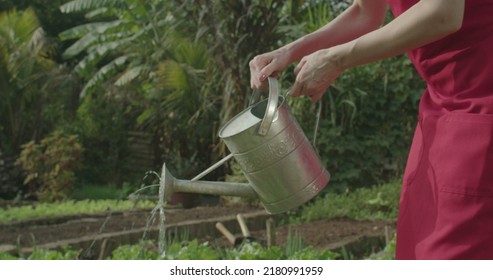 Closeup Of Watering Can Watering Plants At Small Organic Farm