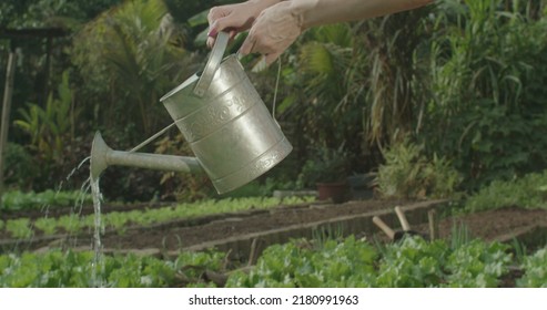 Closeup Of Watering Can Watering Plants At Small Organic Farm