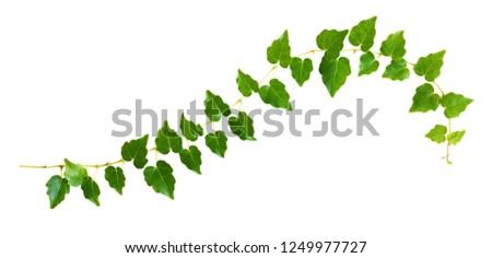 Closeup of waved ivy twig with small green leaves isolated on white