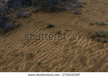 Closeup of wavy dune sand patterns with sparse plants in Canary Islands.