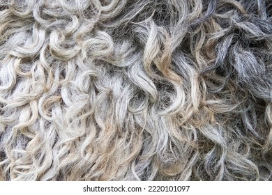 Closeup Wavy Grey Sheep Pelt