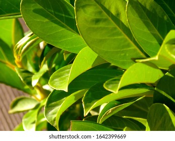 Royalty Free Waxy Leaves Stock Images Photos Vectors Shutterstock