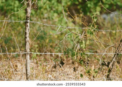 Close-up of a weathered barbed wire fence entwined with dried vines and leaves, creating a rustic and textured scene - Powered by Shutterstock