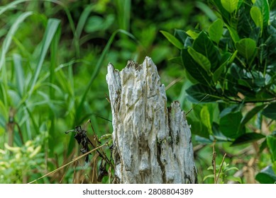 Close-up of a weathered, bleached white tree stump in a lush green grassy field. Contrast of dead and alive nature.