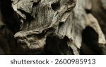 Close-up of weathered driftwood with rough texture and deep cracks