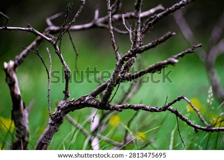 Close-up of weathered dry tree branches against a soft green natural background
