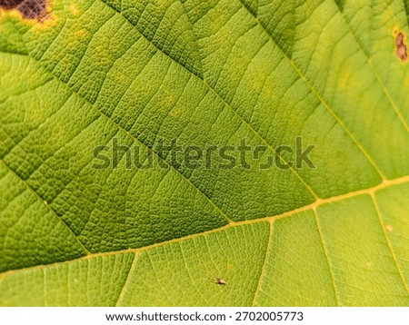 Close-up of a weathered green leaf surface with small patches of brown, highlighting the rough, textured surface. Represents environmental change, life cycle, and natural imperfection.