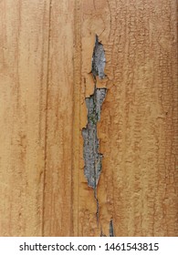 Closeup Of Weathered And Pealing Dull Gold Coloured Paint On Natural Wood Door