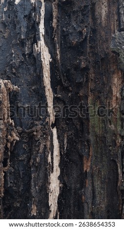 Close-up of weathered, rotten tree bark with deep textures and natural cracks. Ideal for backgrounds, nature textures, or organic design themes.