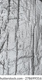 Close-up of weathered tree bark with deep grooves