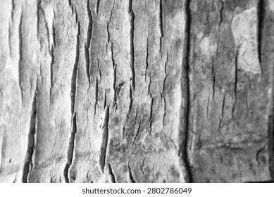 Close-up of weathered tree bark texture in black and white at Tanjung Lesung Beach, Banten, Indonesia. Detailed natural pattern with shallow focus, ideal for background, design, rustic, and nature themes.