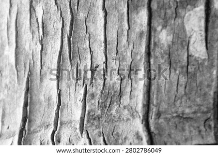 Close-up of weathered tree bark texture in black and white at Tanjung Lesung Beach, Banten, Indonesia. Detailed natural pattern with shallow focus, ideal for background, design, rustic, and nature themes.