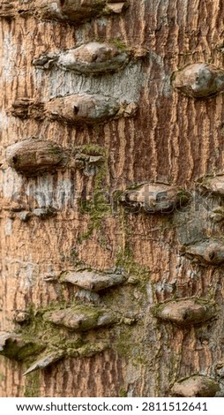 Close-Up of Weathered Tree Bark Texture with Moss and Natural Wood Knots