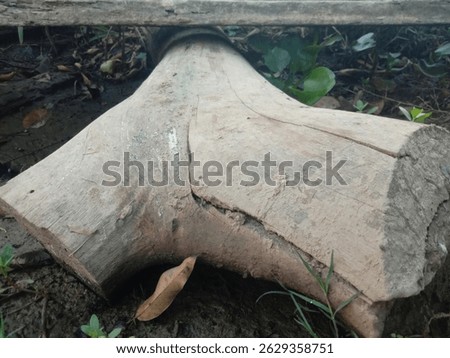 A close-up of a weathered tree log lying on the ground, showcasing natural cracks, textures, and earthy tones. The log rests in a damp, muddy environment with small plants and leaves around it, giving