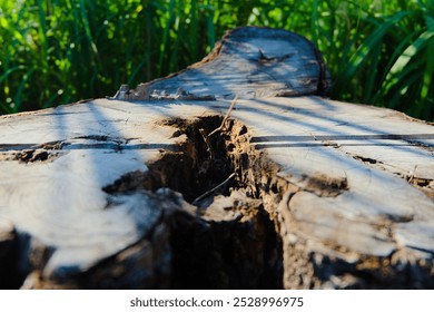  A close-up of a weathered tree stump, showcasing its rough, textured surface and deep cracks - Powered by Shutterstock